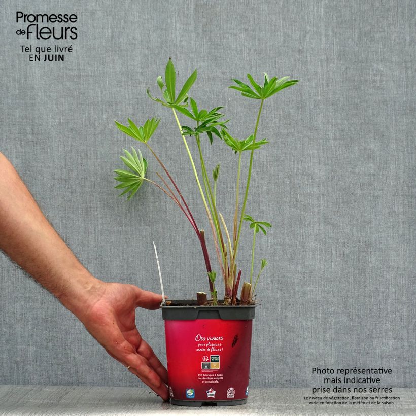 Esemplare di Lupinus Gallery Red - Lupino Vaso da 2L/3L consegnato in estate