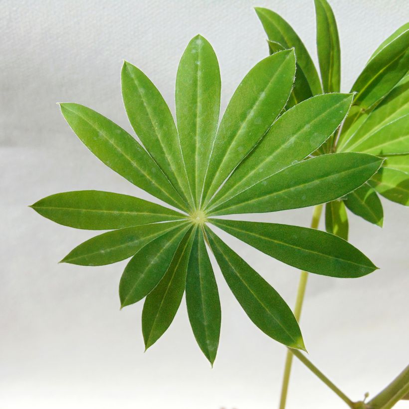 Lupinus Gallery White - Lupino (Fogliame)