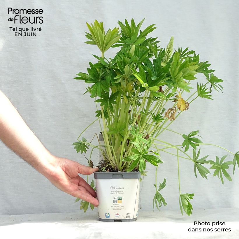 Esemplare di Lupinus Gallery White - Lupino Vaso da 2L/3L consegnato in estate