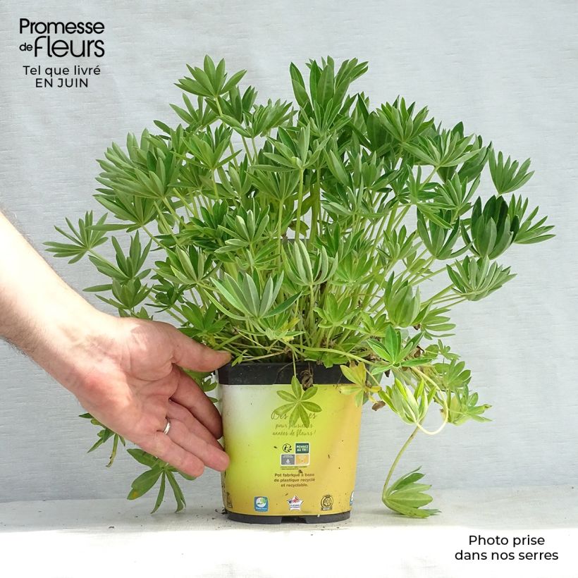 Esemplare di Lupinus Gallery Yellow - Lupino Vaso da 2L/3L consegnato in estate