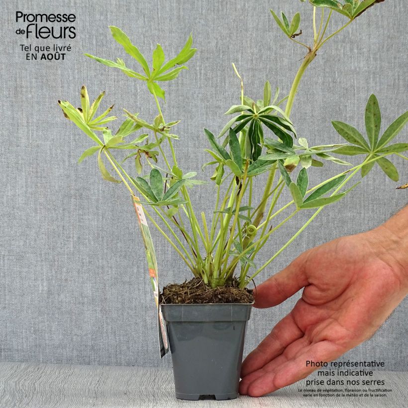 Esemplare di Lupinus Chandelier - Lupino Vasetto da 7/8 cm consegnato in estate