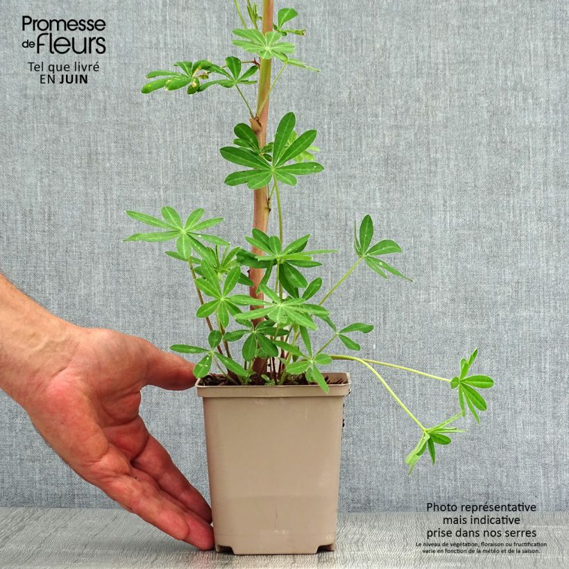 Esemplare di Lupinus Masterpiece - Lupino Vasetto da 8/9 cm consegnato in estate