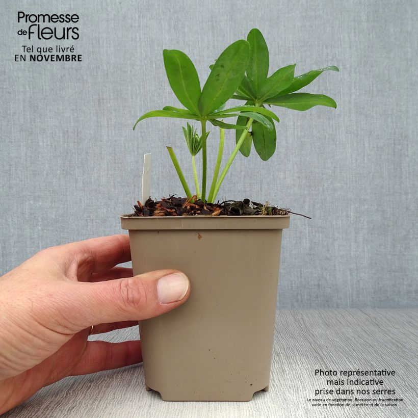 Esemplare di Lupinus West Country Polar Princess - Lupino Vaso da Ø 10 cm/11 cm come consegnato in autunno