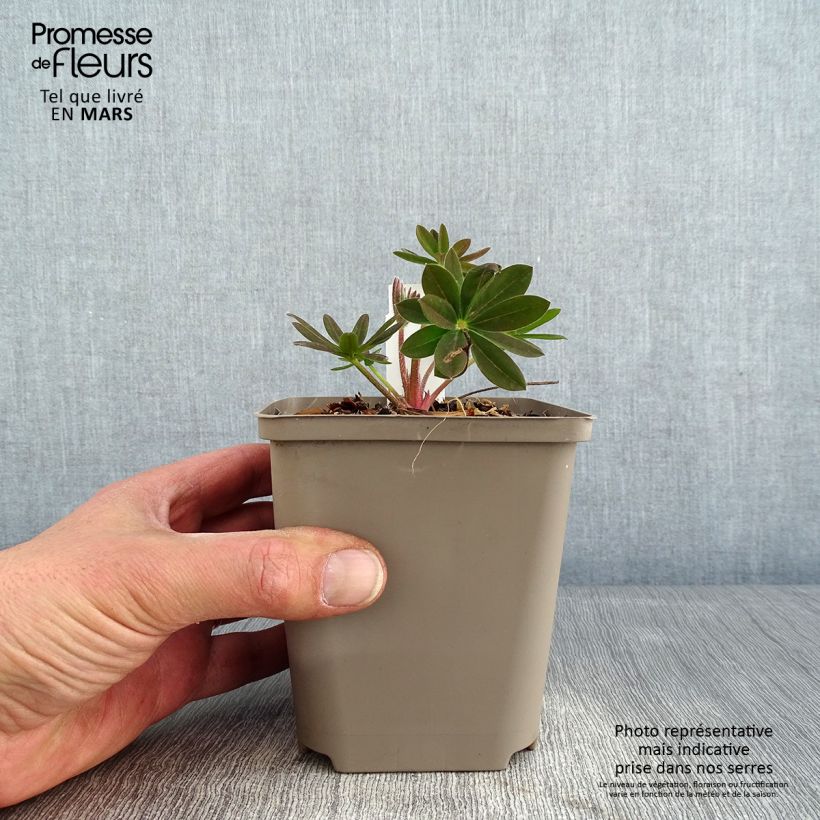 Lupinus West Country Salmon Star - Lupino Vaso da Ø 10 cm/11 cm esemplare consegnato in inverno