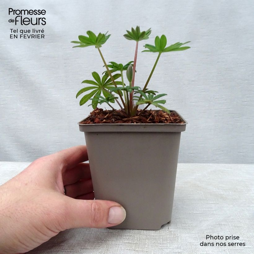 Lupinus West Country Towering Inferno - Lupino Vaso da Ø 10 cm/11 cm esemplare consegnato in inverno