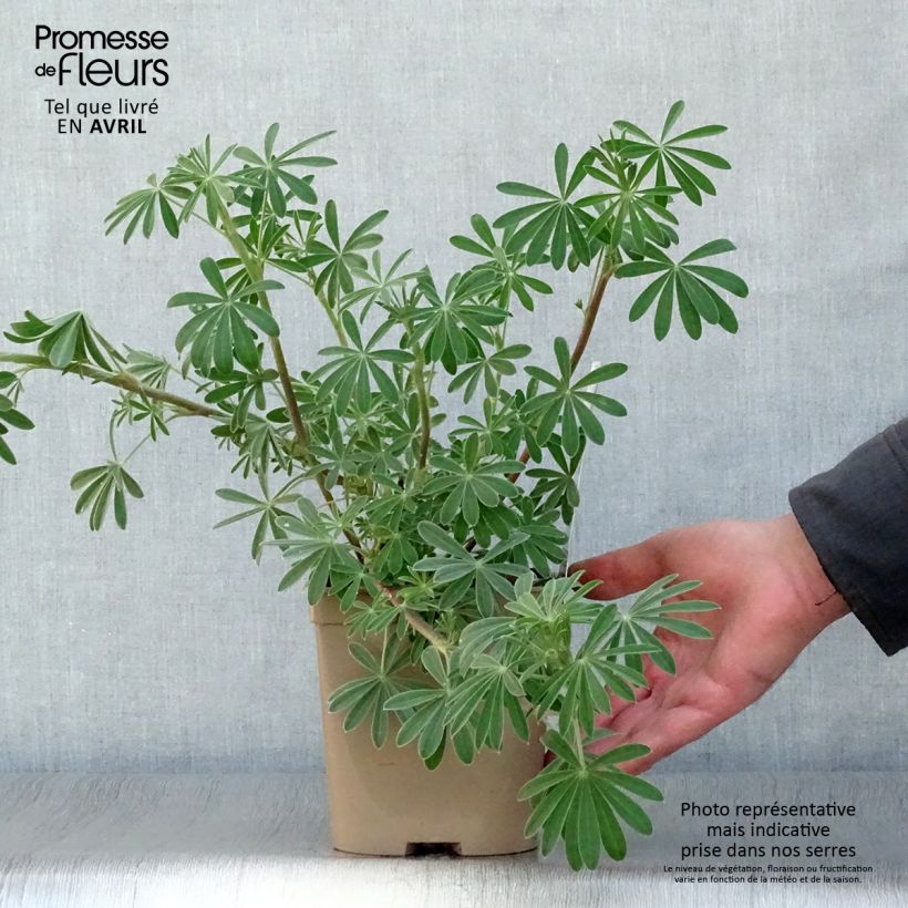 Lupinus arboreus - Lupino Vaso da 2L/3L esemplare consegnato in primavera
