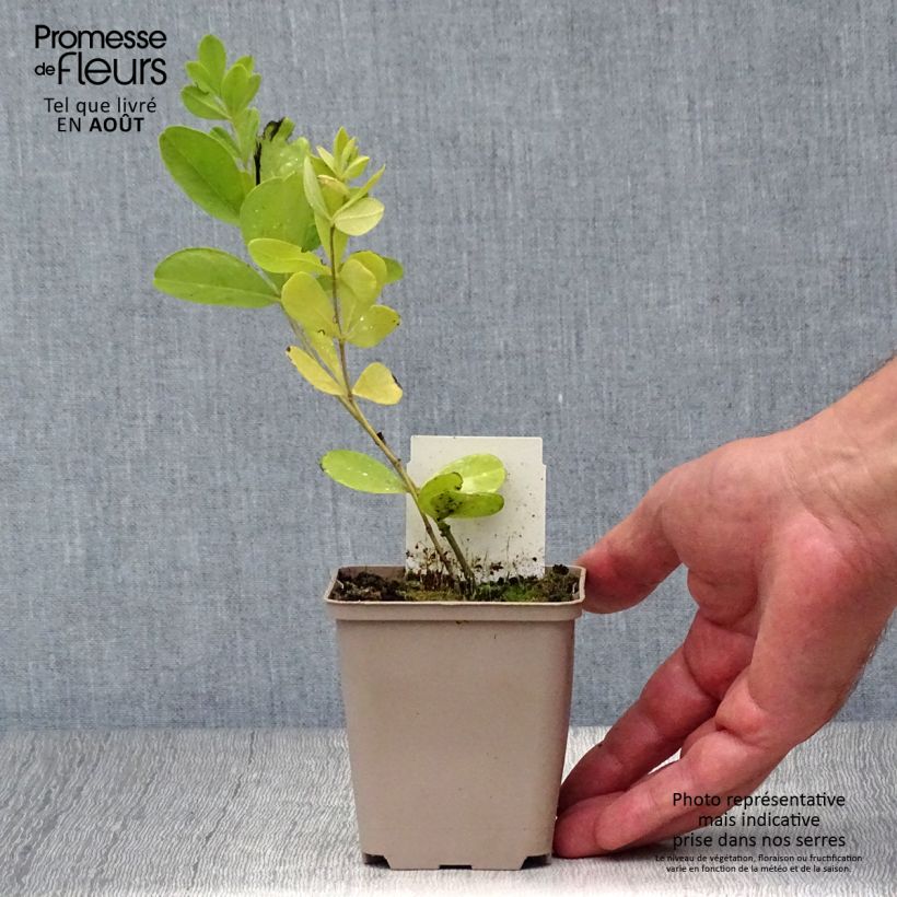 Esemplare di Baptisia Purple Smoke - Indaco falso Vasetto da 8/9 cm consegnato in estate