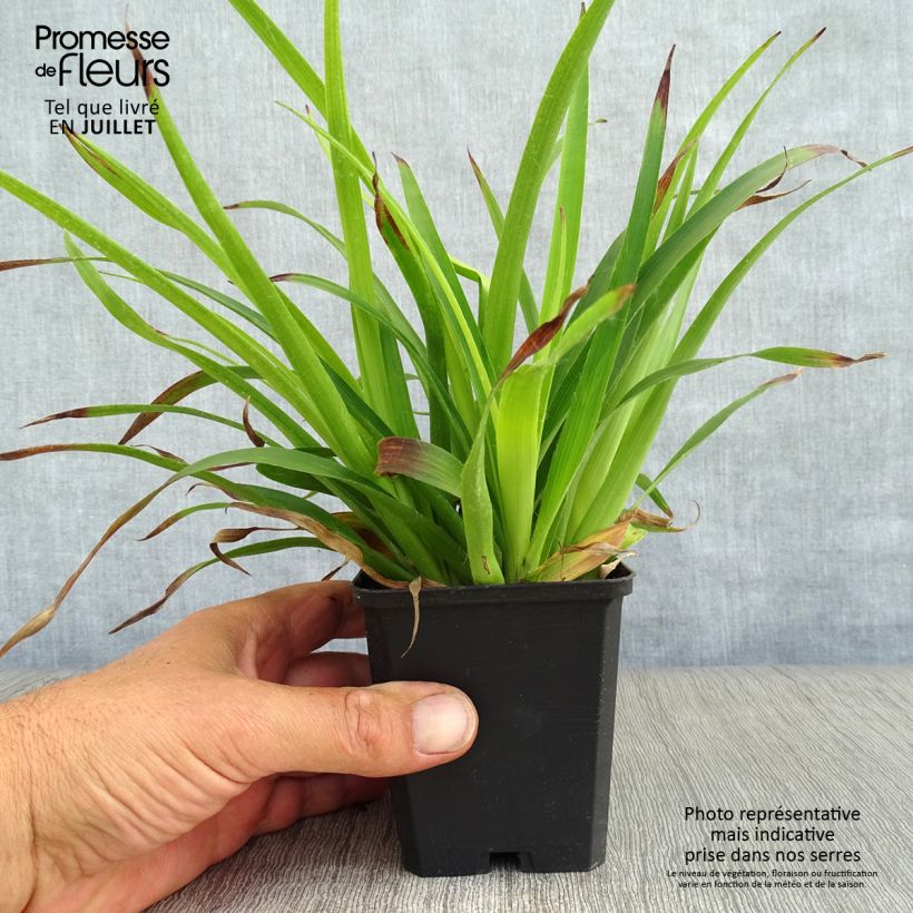 Esemplare di Luzula sylvatica - Erba lucciola a foglie larghe Vasetto da 8/9 cm consegnato in estate