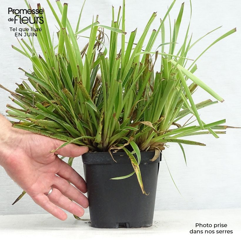 Esemplare di Luzula sylvatica Marginata Vaso da 2L/3L consegnato in estate