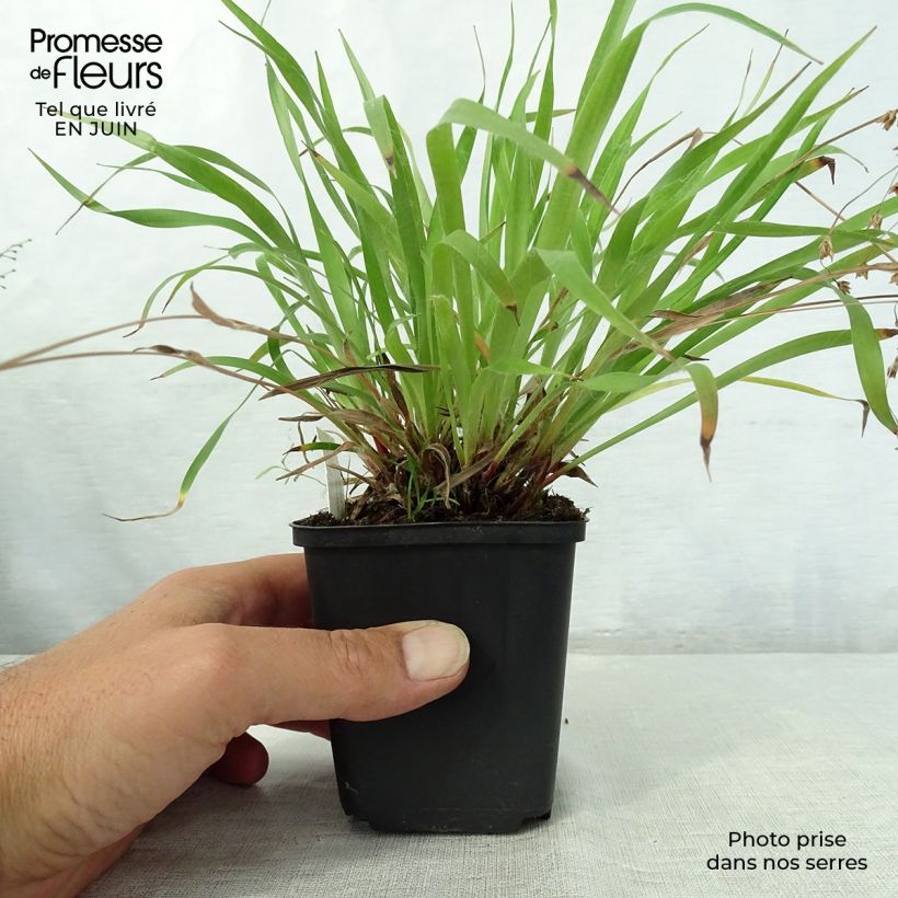 Esemplare di Luzula pilosa - Erba lucciola pelosa Vasetto da 8/9 cm consegnato in estate
