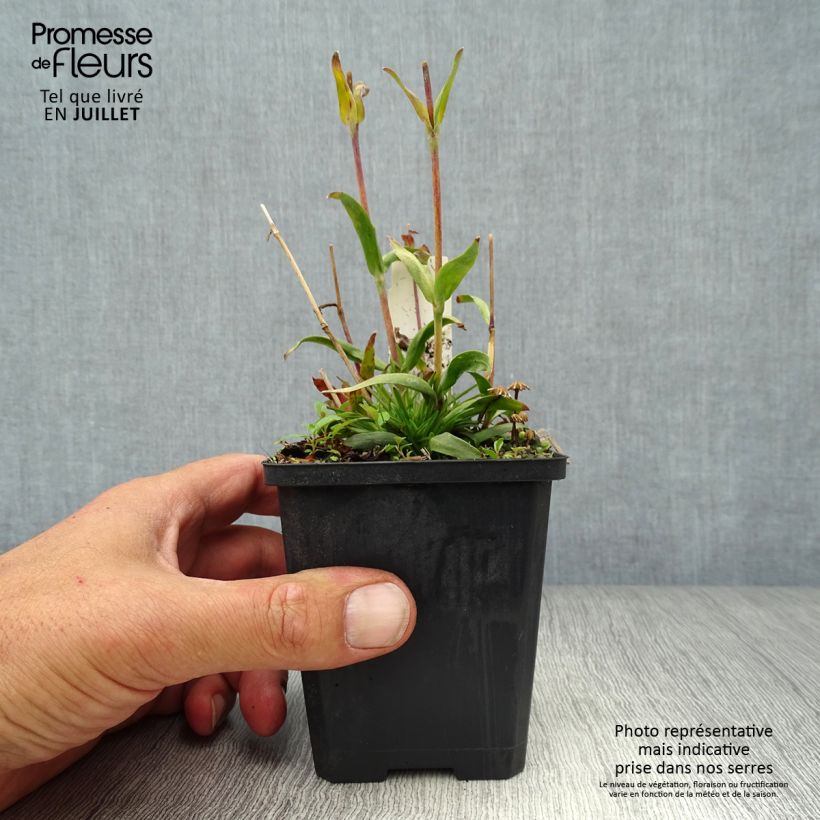 Esemplare di Lychnis alpina - Crotonella alpina Vasetto da 8/9 cm consegnato in estate