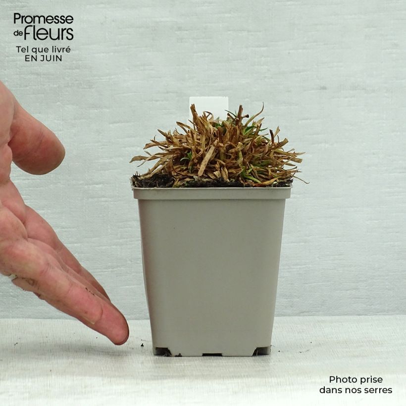 Esemplare di Lychnis alpina Rosea - Crotonella alpina Vasetto da 8/9 cm consegnato in estate