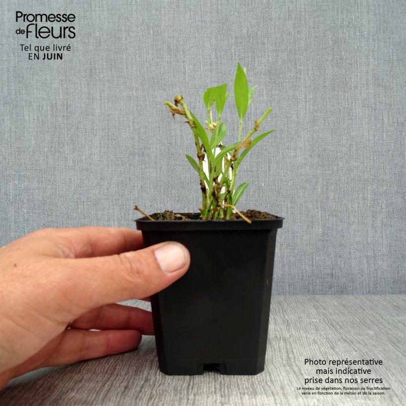 Esemplare di Lychnis chalcedonica Alba - Crotonella scarlatta Vasetto da 8/9 cm consegnato in estate