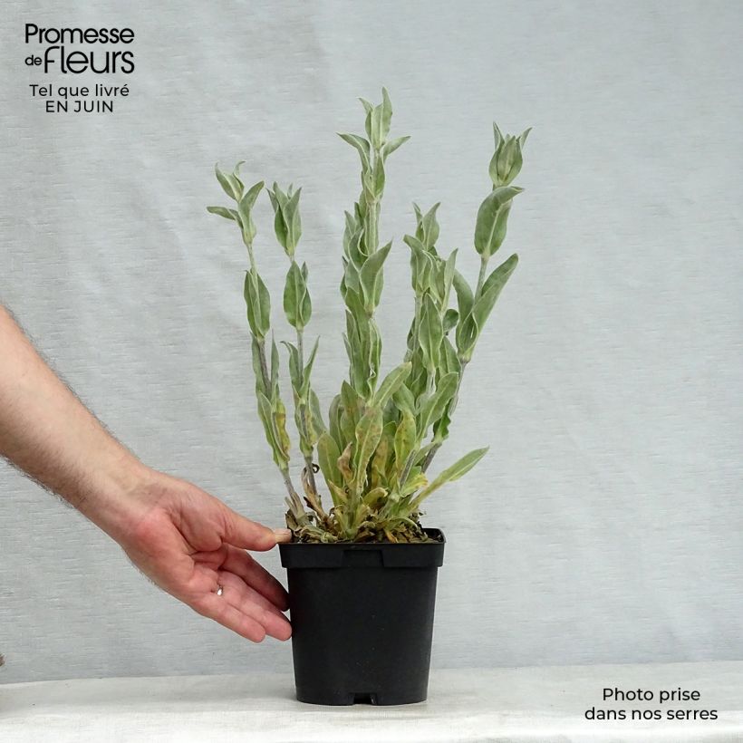 Esemplare di Lychnis coronaria Alba - Crotonella coronaria Vaso da 2L/3L consegnato in estate