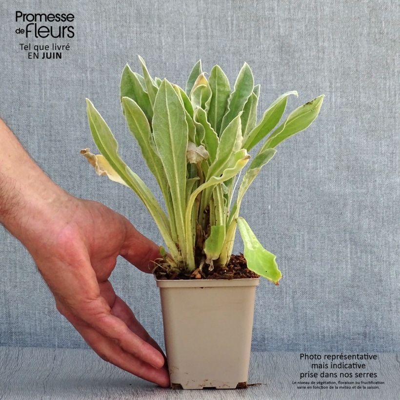 Esemplare di Lychnis coronaria Oculata - Crotonella coronaria Vasetto da 8/9 cm consegnato in estate