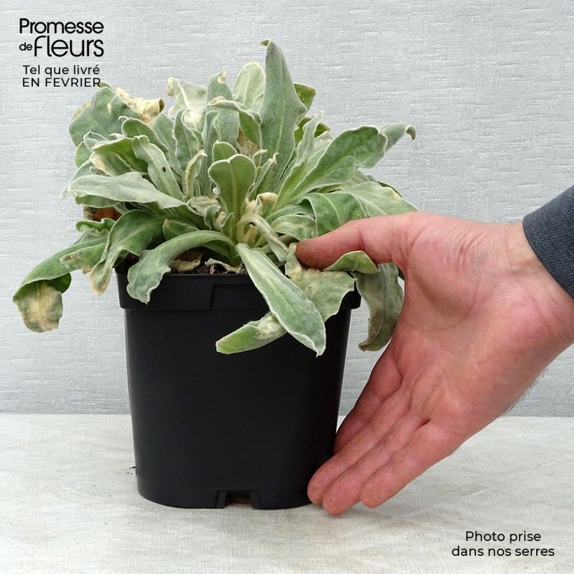 Lychnis coronaria Atrosanguinea - Crotonella coronaria Vaso da 2L/3L esemplare consegnato in inverno