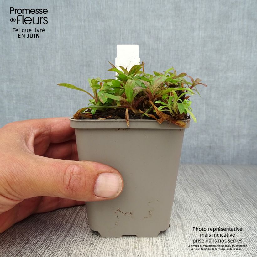 Esemplare di Lychnis flos-cuculi Jenny - Crotonella Fior di cuculo Vasetto da 7/8 cm consegnato in estate
