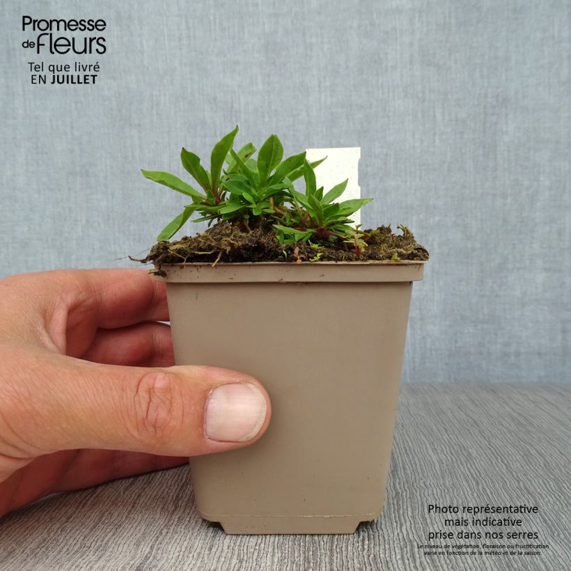 Esemplare di Lychnis flos-cuculi - Crotonella Fior di cuculo Vasetto da 8/9 cm consegnato in estate