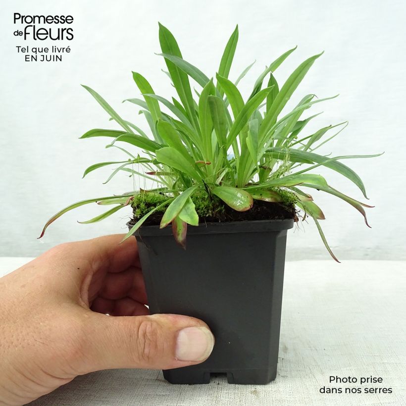 Esemplare di Lychnis viscaria Plena - Crotonella Vasetto da 8/9 cm consegnato in estate