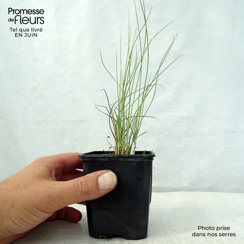 Esemplare di Lygeum spartum - Sparto steppico Vasetto da 8/9 cm consegnato in estate