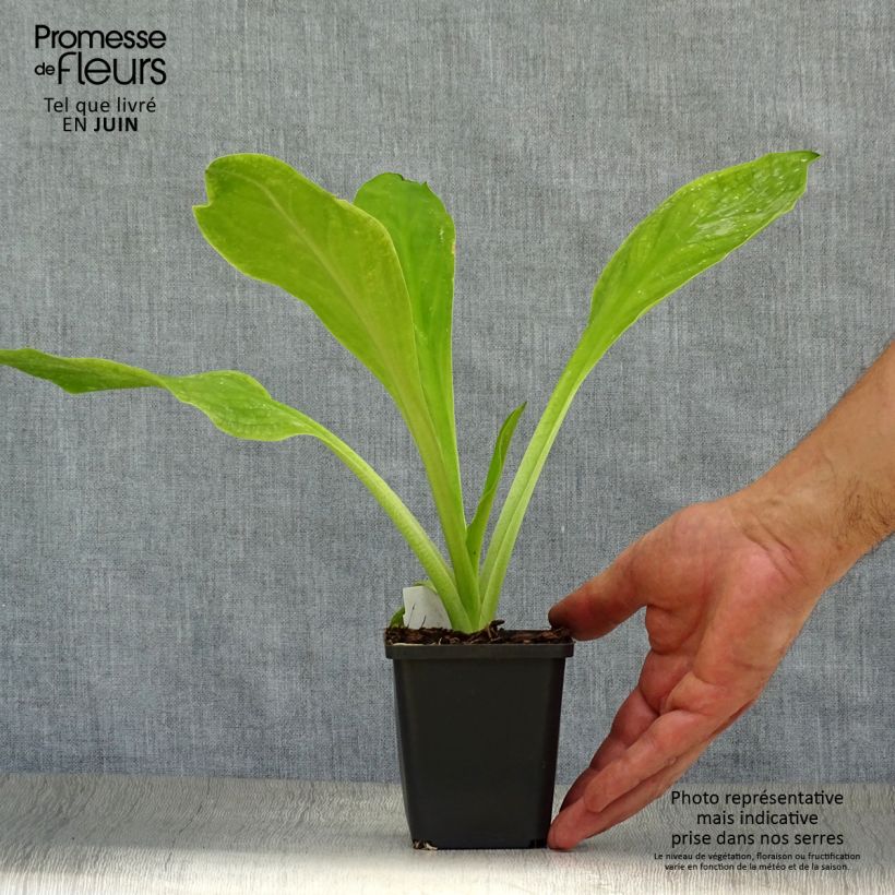 Esemplare di Lysichiton camtschatcensis Vasetto da 8/9 cm consegnato in estate