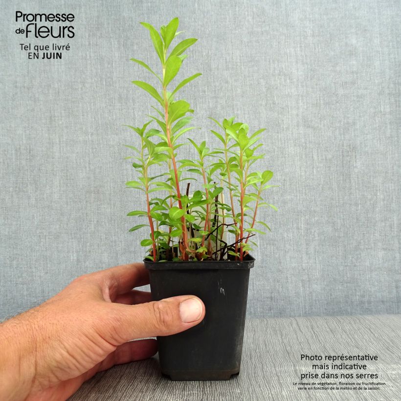 Esemplare di Lysimachia barystachys Vasetto da 8/9 cm consegnato in estate