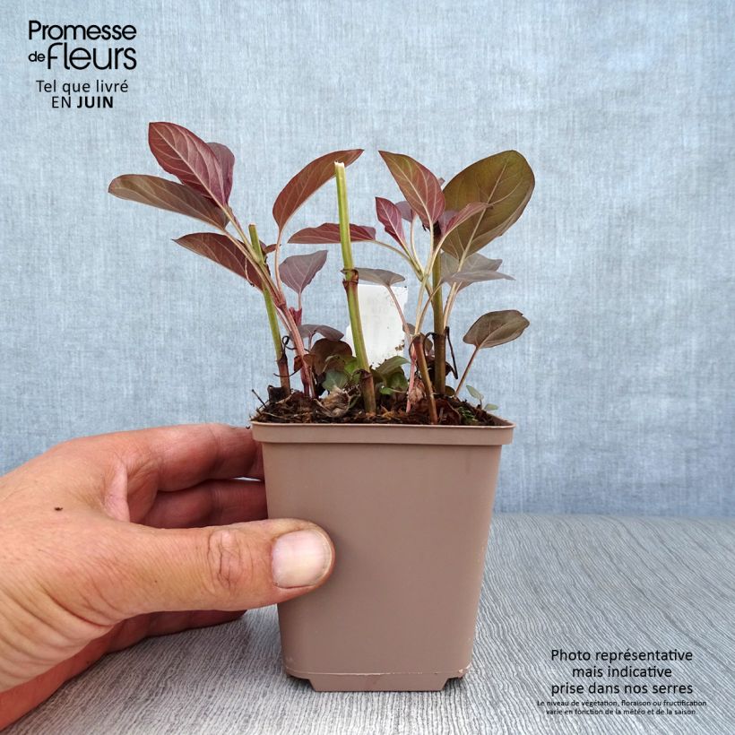 Esemplare di Lysimachia ciliata Fire Cracker Vasetto da 8/9 cm consegnato in estate