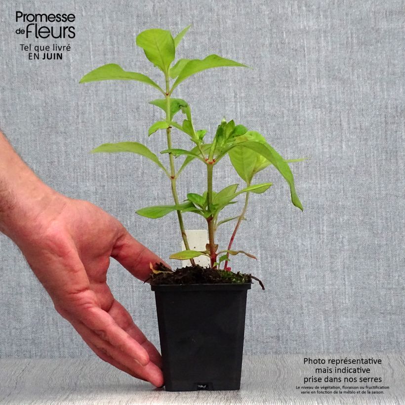Esemplare di Lysimachia clethroides Vasetto da 8/9 cm consegnato in estate