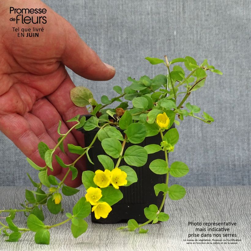 Esemplare di Lysimachia nummularia - Mazza d'oro minore Vasetto da 8/9 cm consegnato in estate