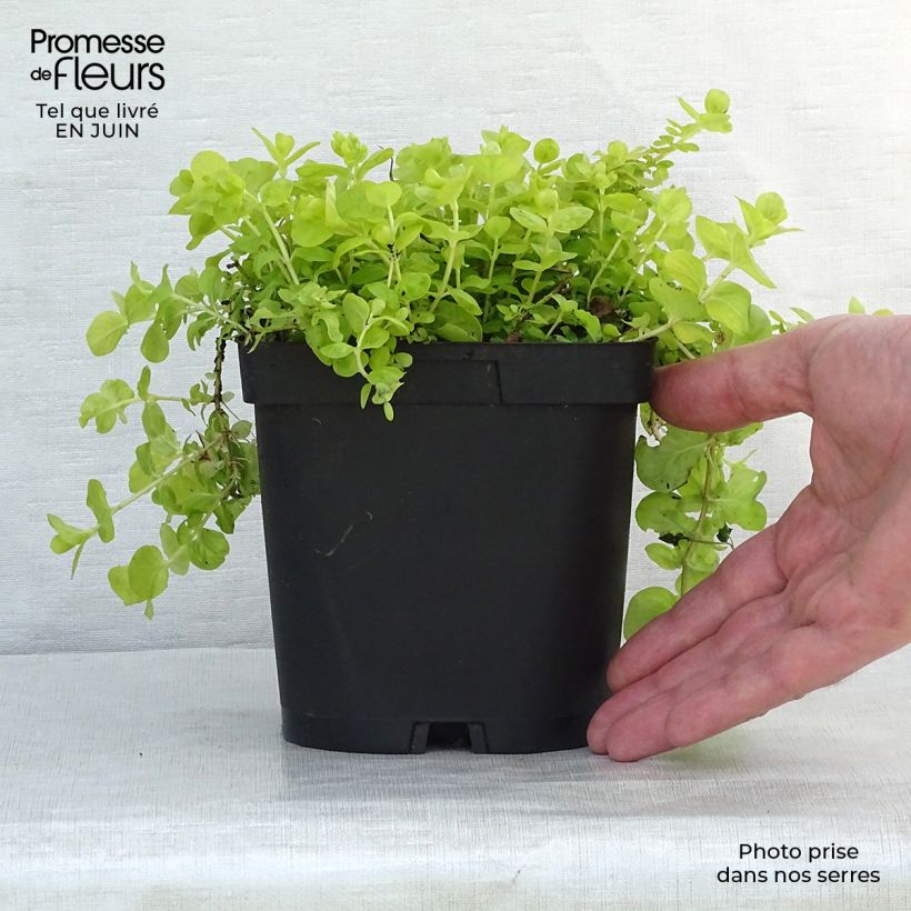 Esemplare di Lysimachia nummularia Aurea - Mazza d'oro minore Vasetto da 8/9 cm consegnato in estate