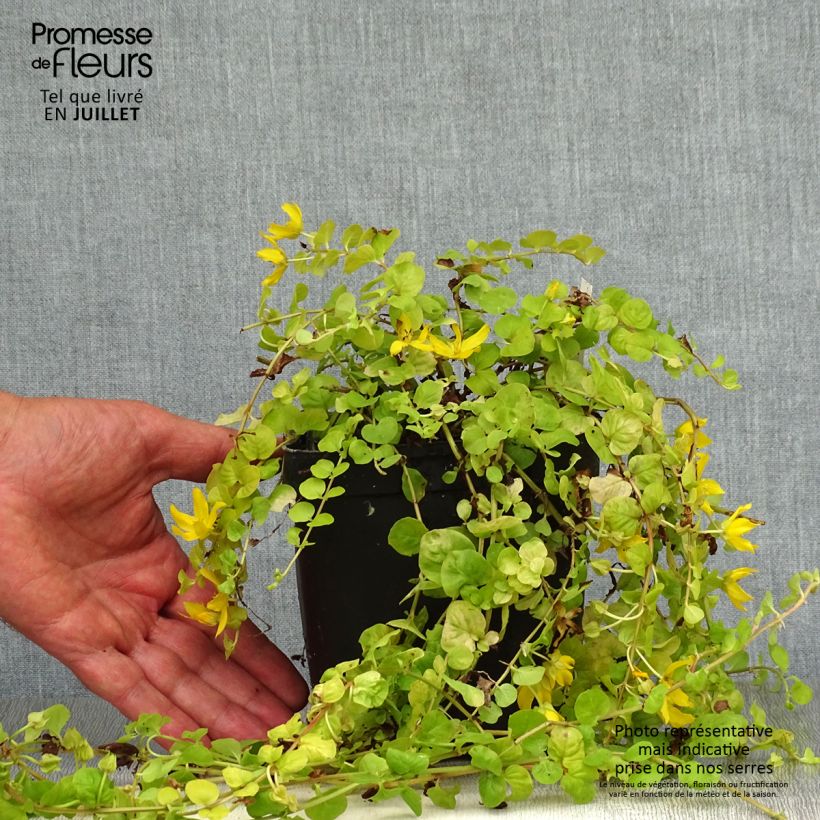 Esemplare di Lysimachia nummularia Aurea - Mazza d'oro minore Vaso da 2L/3L consegnato in estate