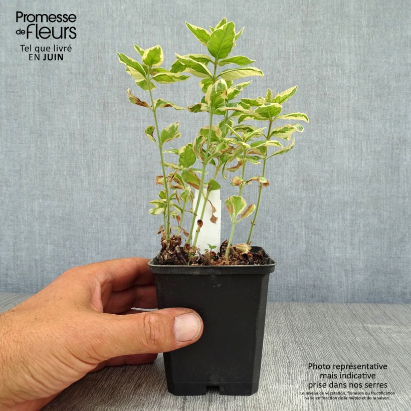 Esemplare di Lysimachia punctata Alexander - Mazza d'oro punteggiata Vasetto da 8/9 cm consegnato in estate