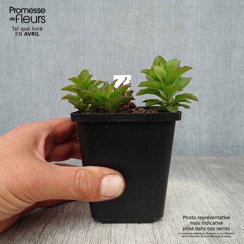 Lysimachia punctata - Mazza d'oro punteggiata Vasetto da 8/9 cm esemplare consegnato in primavera