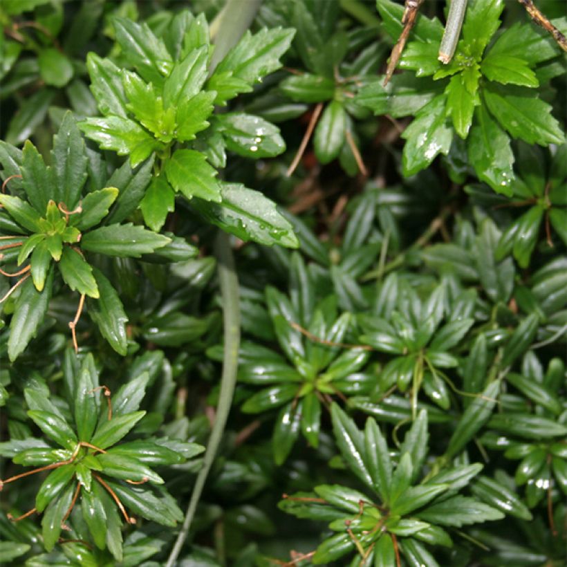 Lysionotus pauciflorus (Fogliame)