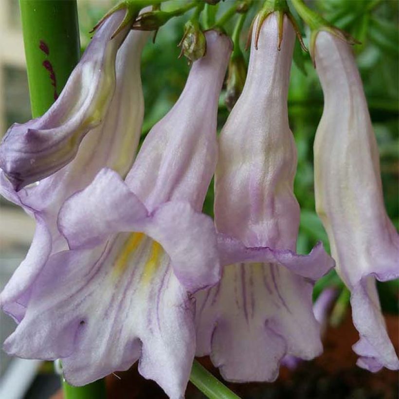 Lysionotus pauciflorus (Fioritura)