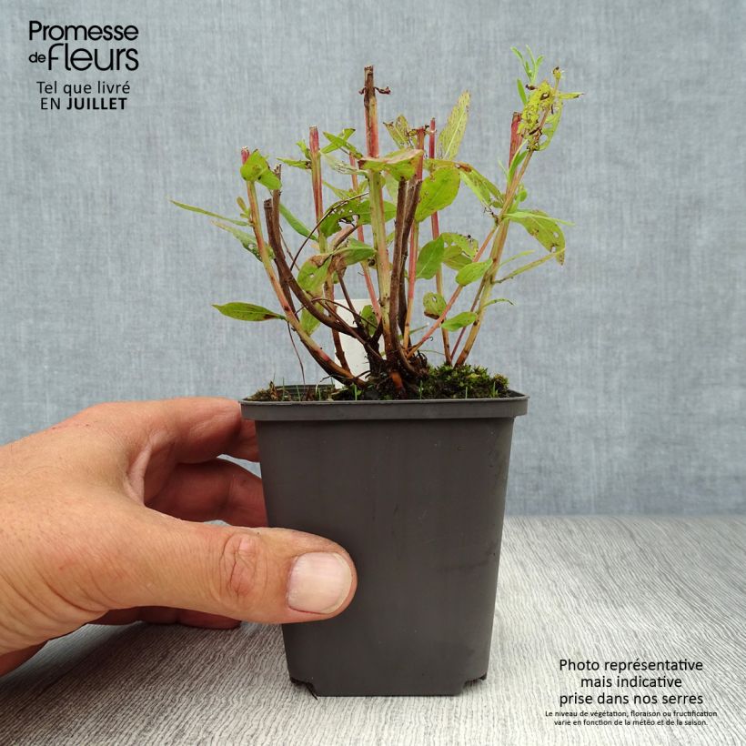 Esemplare di Lythrum salicaria Blush - Salcerella comune Vasetto da 8/9 cm consegnato in estate