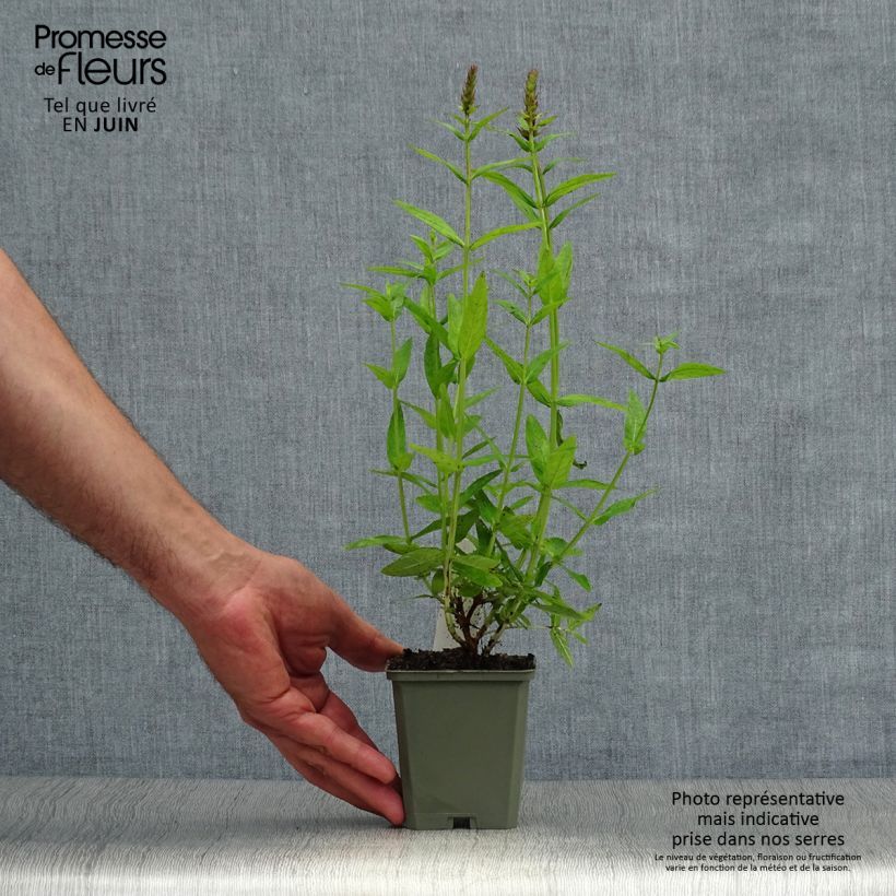 Esemplare di Lythrum salicaria Robert - Salcerella comune Vasetto da 8/9 cm consegnato in estate