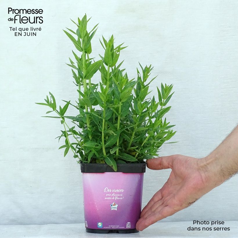 Esemplare di Lythrum salicaria Robert - Salcerella comune Vaso da 2L/3L consegnato in estate