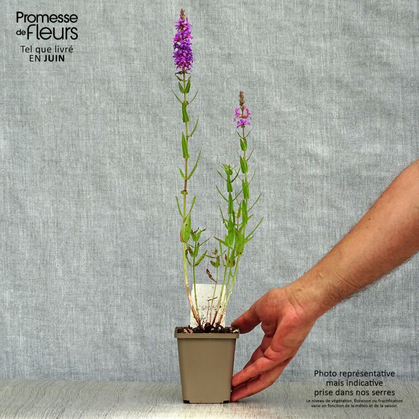 Esemplare di Lythrum salicaria - Salcerella comune Vasetto da 8/9 cm consegnato in estate