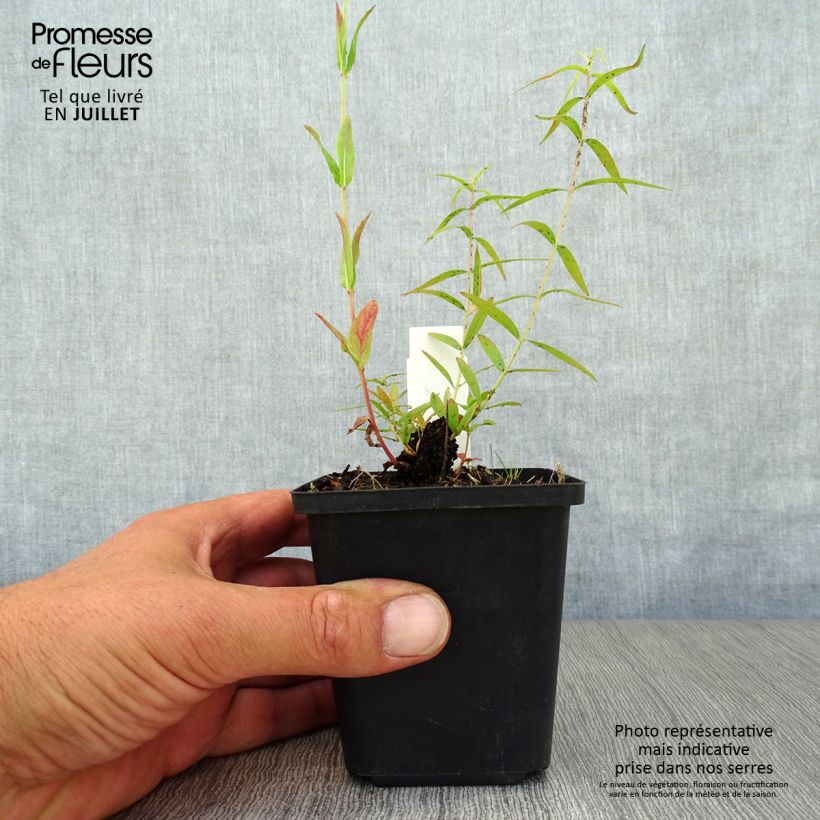 Esemplare di Lythrum salicaria Swirl - Salcerella comune Vasetto da 8/9 cm consegnato in estate