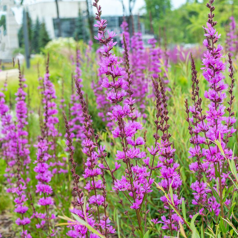 Lythrum virgatum Dropmore Purple (Porto)