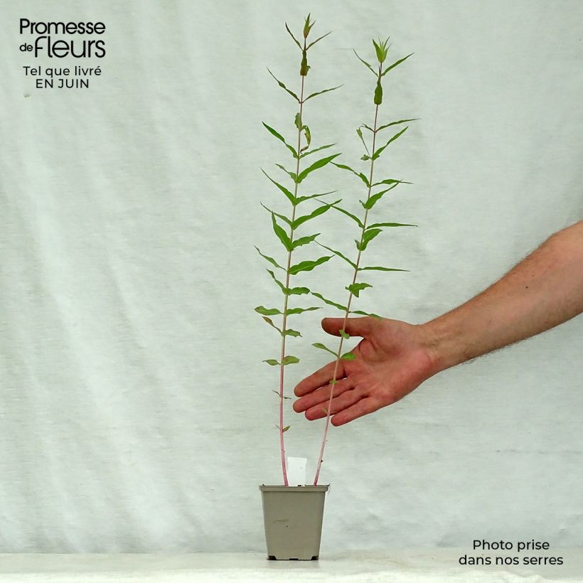 Esemplare di Lythrum virgatum Dropmore Purple Vasetto da 8/9 cm consegnato in estate