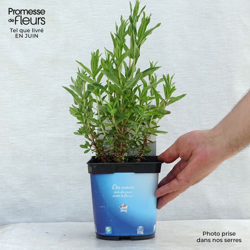 Esemplare di Lythrum virgatum Dropmore Purple Vaso da 2L/3L consegnato in estate
