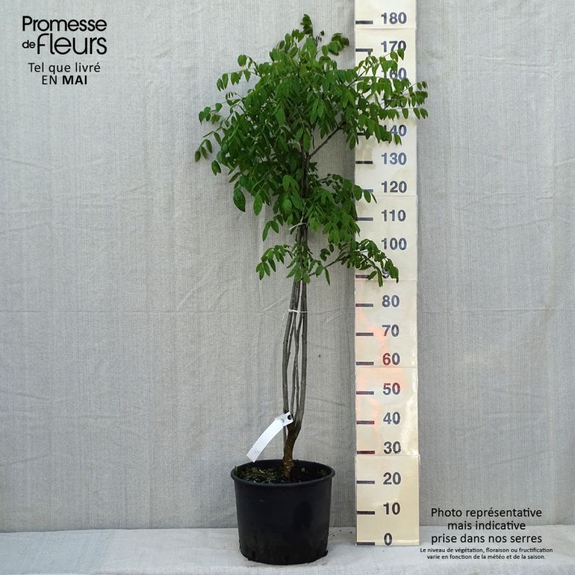 Maackia amurensis Pot de 18L/20L esemplare consegnato in primavera