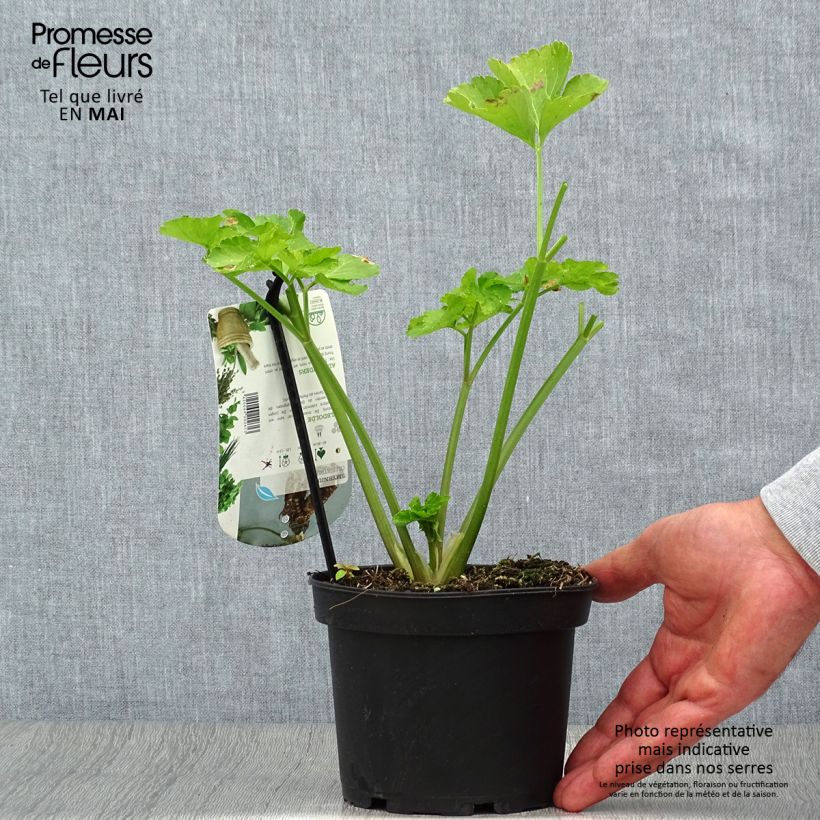 Smyrnium olusatrum - Corinoli comune Vaso da 1,5L/2L esemplare consegnato in primavera