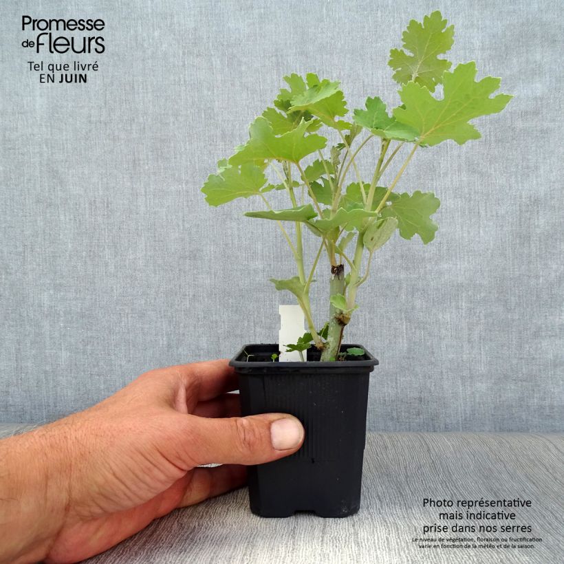 Esemplare di Macleaya cordata Vasetto da 8/9 cm consegnato in estate