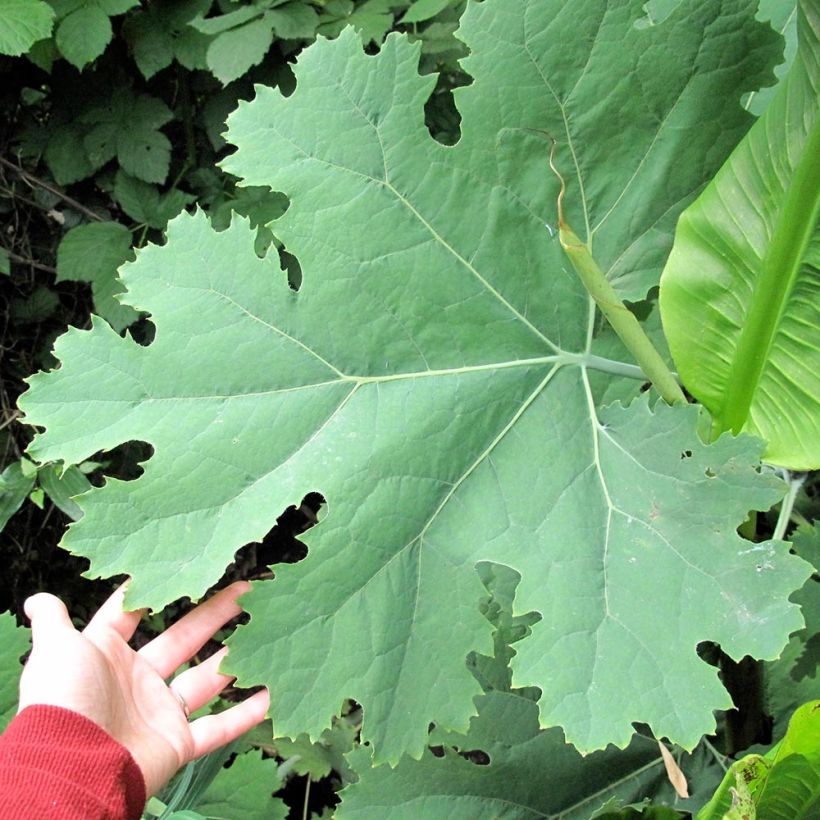 Macleaya cordata Flamingo (Fogliame)