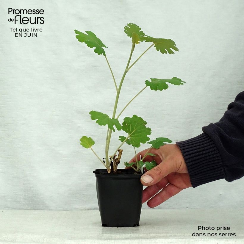 Esemplare di Macleaya microcarpa Kelway's Coral Plume Vasetto da 8/9 cm consegnato in estate
