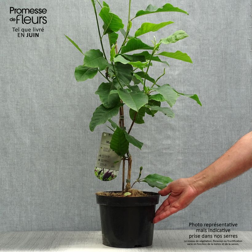 Esemplare di Magnolia Black Beauty Vaso da 2L/3L consegnato in estate