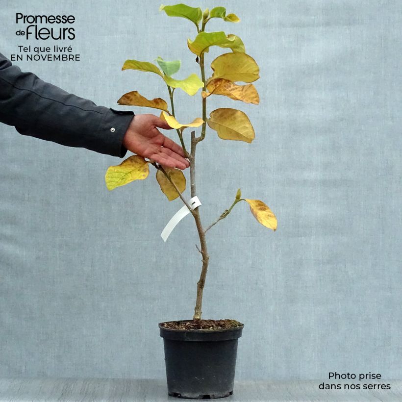 Esemplare di Magnolia Burgundy Star Vaso da 4L/5L come consegnato in autunno
